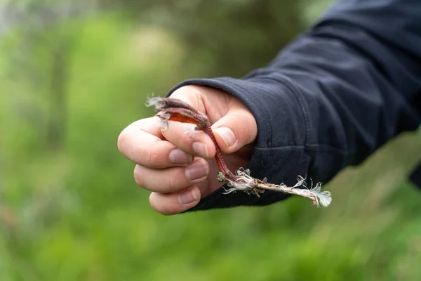 Ein Junger Mensch Hält Die Beinreste Eines Vogels Der Naturschutzgebiet — Stockfoto