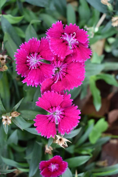 Çiçekli pembe karanfilin dikey görüntüsü.