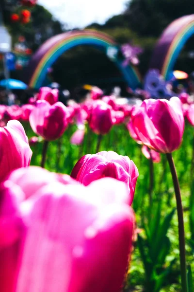 Vertical Shot Field Full Pink Tulips Day — Stock Photo, Image