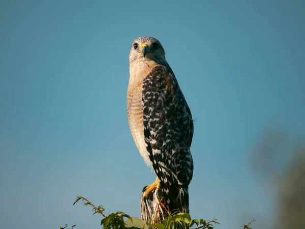 Gros Plan Faucon Épaulettes Rouges Floride États Unis — Photo