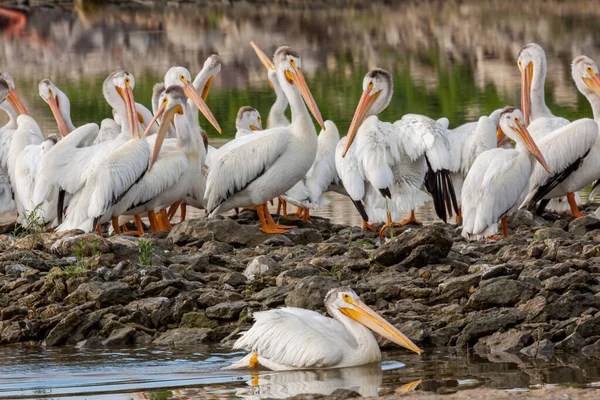 Kilku Pelikanów Gromadziło Się Razem Skałach Brzegu Rzeki — Zdjęcie stockowe