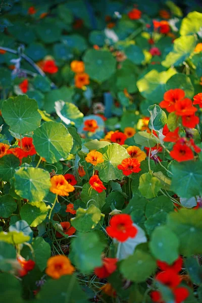 庭に咲くナストリウムの花の閉鎖 — ストック写真