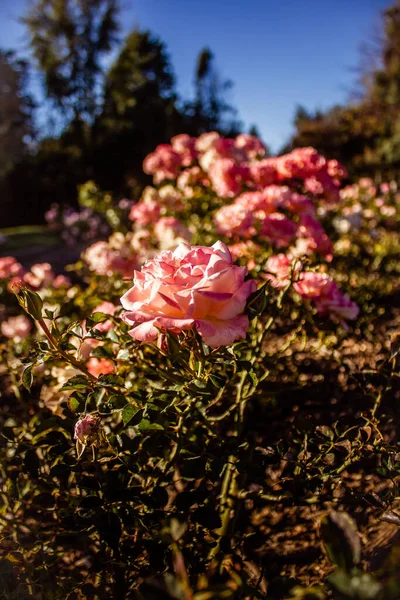 Plan Vertical Roses Roses Fleurs Sur Arbuste Sous Lumière Soleil — Photo