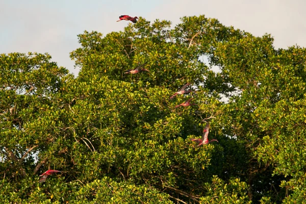 Skupina Létající Šarlatové Ibises Pozadí Stromů — Stock fotografie