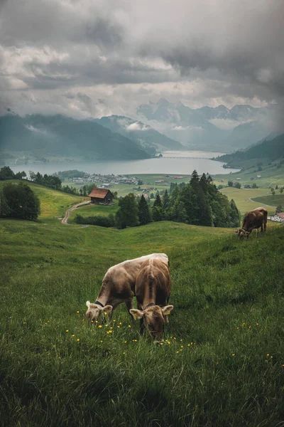 Vertical Shot Cows Pasturing Field — Stock Photo, Image