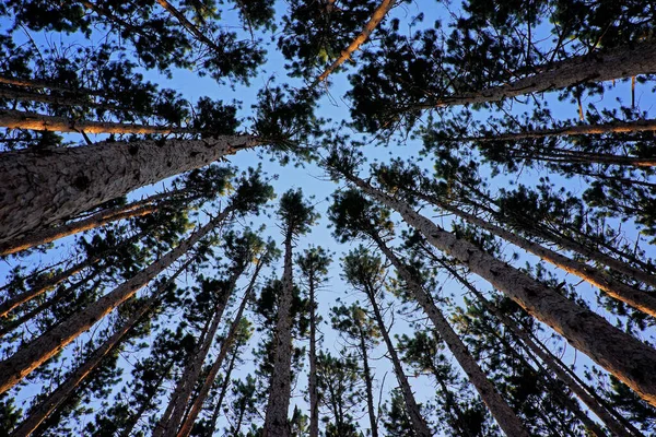 Низкоугольный Снимок Рощи Сосновых Деревьев Смотрящей Сторону Голубого Неба — стоковое фото