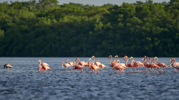 Piękne Ujęcie Wybuchu Różowych Flamingów Brodzących Wodzie Tle Lasu — Zdjęcie stockowe