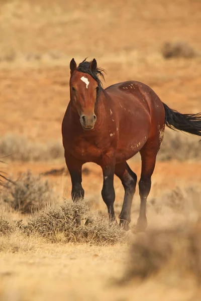 Kahverengi Güzel Atın Otlakta Yürürken Dikey Çekimi — Stok fotoğraf