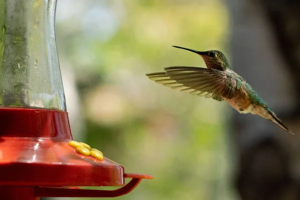 在模糊的背景下 一张蜂鸟在红色花蜜喂食器附近飞舞的美丽照片 — 图库照片