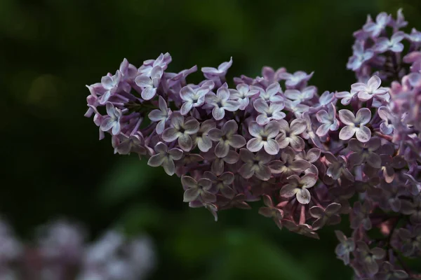 Een Close Van Een Tak Van Lila Bloemen Met Bladeren — Stockfoto