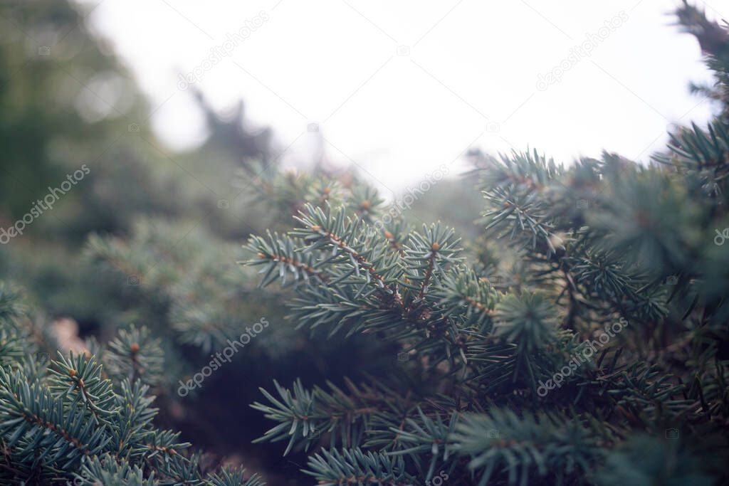 A beautiful shot of a pine branches