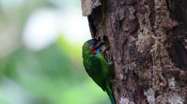 Mavi kulaklı barbet kuşu yuvası için bir çukur kazıyor