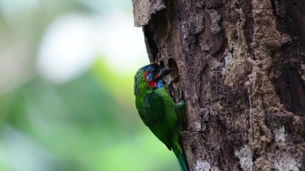 Pájaro Barbudo Orejas Azules Excavando Agujero Para Nido — Vídeo de stock