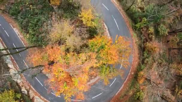 Вид Зверху Вузьку Дорогу Побудовану Прекрасному Лісі Восени — стокове відео