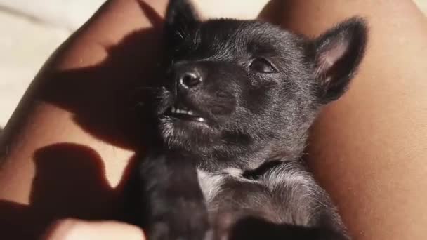 Pov Schot Van Een Schattige Zwarte Pup Genieten Van Een — Stockvideo