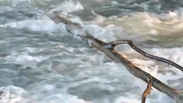 Una Rama Árbol Caído Sobre Agua Del Río — Vídeos de Stock