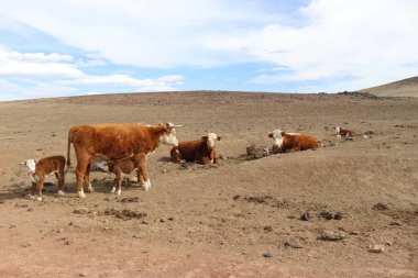 Arizona, ABD 'de çölde sevimli bir inek sürüsü.