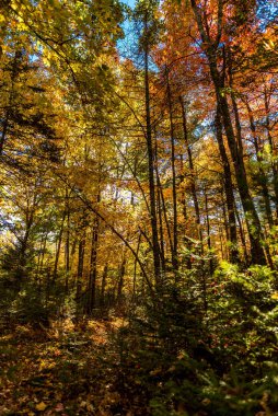 Güneşli bir günde New England 'ın yapraklarının dikey çekimi