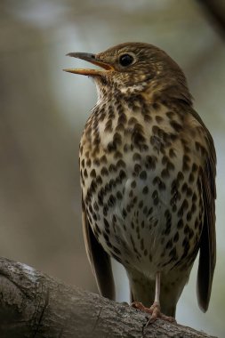 Bir ağacın üzerine tünemiş şarkı ardıç kuşu (Turdus philomelos) seçici bir odak noktası