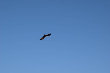 mavi gökyüzünde uçan bir kuş