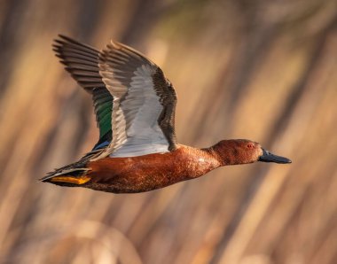 Tarçın mavisi (Spatula siyanoptera) drake tam üreme tüylü Colorado, ABD 'de uçuyor