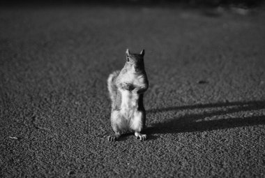 Asfaltta kameraya bakan şirin bir sincabın gri pulu.