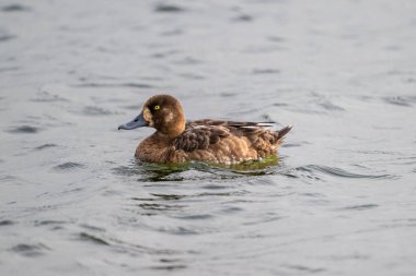 Huzurlu gölde yüzen dişi bir yaban ördeği