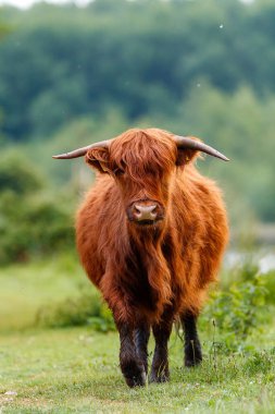 Hollanda 'nın kırsal kesiminde İskoç İskoçya sığırlarının dikey görüntüsü.