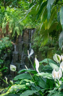Bahçedeki Spatthiphyllum çiçeklerinden bir seçici