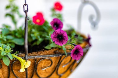Bir saksıda asılı çiçeklerin yakın çekimi.