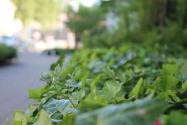 Şehirdeki kaldırımda yeşil bitkiler