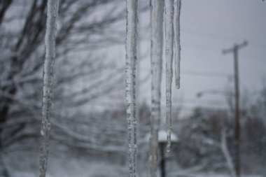ABD 'nin New York şehrinde kış boyunca ağaçların üzerindeki sarkıtların seçici odak noktası.