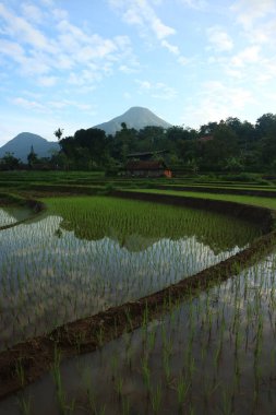 Kırsal kesimdeki pirinç tarlasının dikey çekimi.