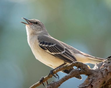 A selective focus shot of an adorable Northern mockingbird singing while perched on a branch clipart
