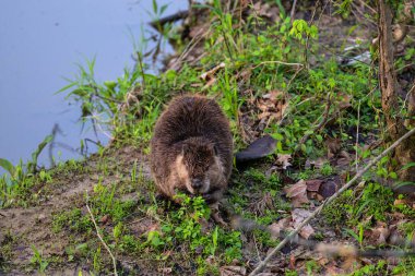 Uçurumda tek başına oturan ve bulanık arka planda ot yiyen sıradan kunduzun yakın plan fotoğrafı.