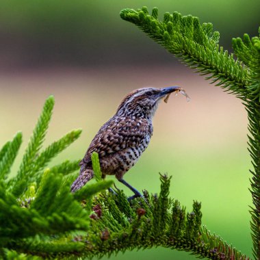 Ağaçta gagasında böcek olan benekli bir çalıkuşunun yakın plan çekimi.
