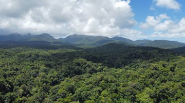 Güneşli bir günde yeşil bir ormanın havadan görünüşü