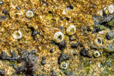 Bir kayanın üzerindeki Barnacles 'in yatay makro fotoğrafı - arkaplan dokusu