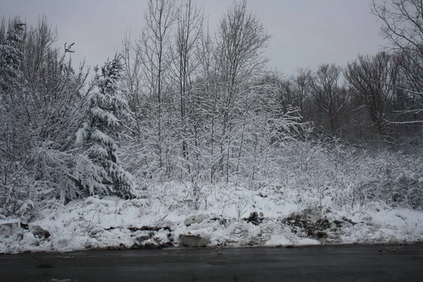 뉴욕주 버펄로에 겨울철 눈덮인 공원의 경치를 — 스톡 사진