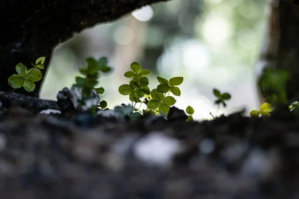 Een Groep Kleine Groene Planten Met Wazige Achtergrond Voorgrond — Stockfoto