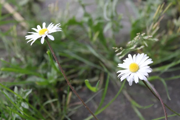 在绿草模糊的背景下生长着一朵白色雏菊的特写 — 图库照片