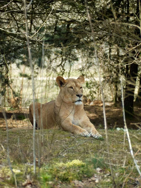 Vertical Closeup Shot Female Lion Lying Trees — Stock Photo, Image