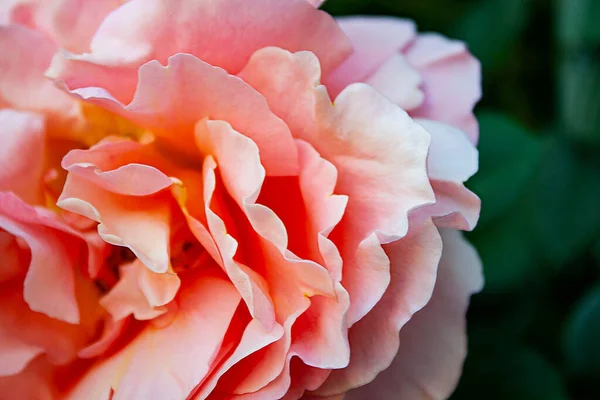 Eine Nahaufnahme Einer Rosa Rose Mit Geschichteten Blütenblättern — Stockfoto