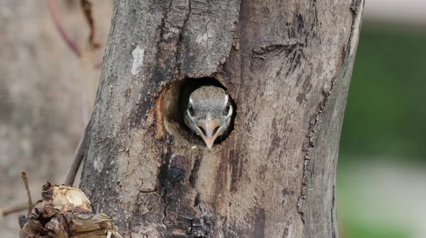 Eine Nahaufnahme Eines Weißwangen Berberitzenvogels Der Aus Seinem Nest Baum — Stockfoto