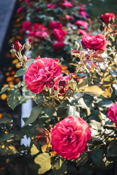 Een Verticaal Shot Van Roze Tuin Rozen Een Bos Tijdens — Stockfoto