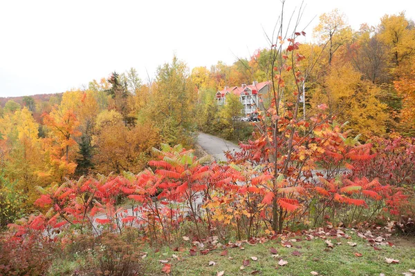 Ein Natürlicher Blick Auf Einen Herbstlichen Garten Einem Park Unter — Stockfoto