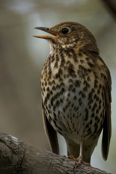 Bir ağacın üzerine tünemiş şarkı ardıç kuşu (Turdus philomelos) seçici bir odak noktası