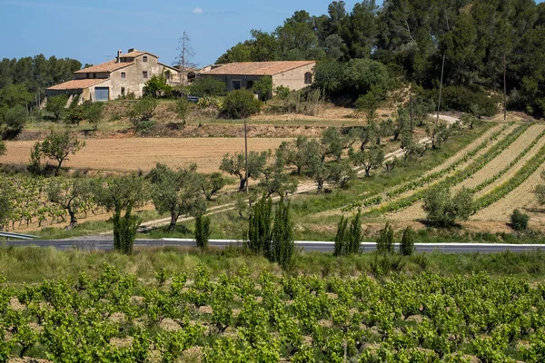 Viinitarhat Keväällä Subirat Viinialueella Barcelonan Maakunnassa — kuvapankkivalokuva