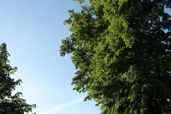 Όμορφη Θέα Του Φυλλώματος Του Πράσινου Δέντρου Ενάντια Στον Γαλάζιο — Φωτογραφία Αρχείου