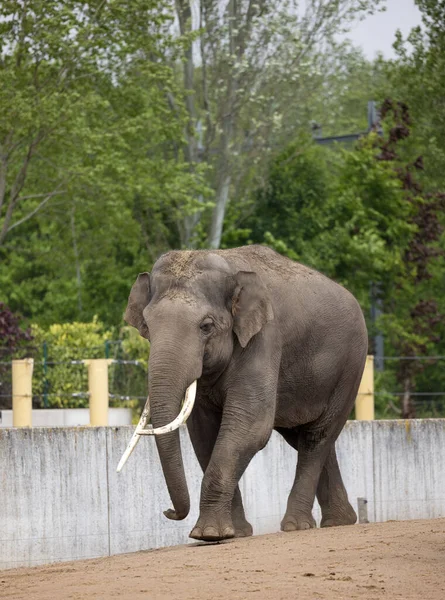 Plan Vertical Bel Éléphant Dans Zoo — Photo